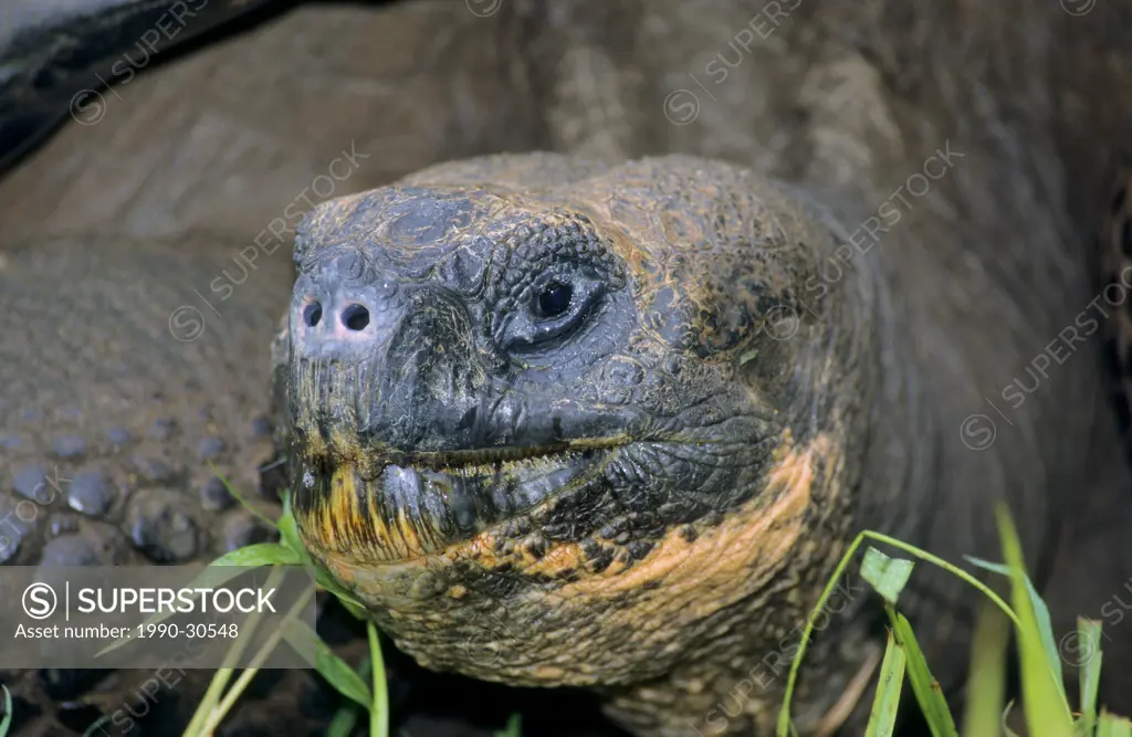 Galapagos giant tortoise Geochelone elephantophus, Santa Cruz Island, Galapagos Archipelago, Ecuador
