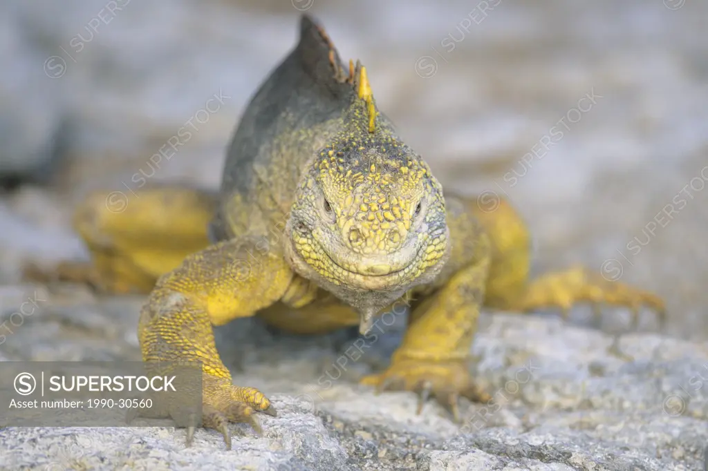 Galapagos land iguana Conolophus subcristatus, South Plaza Island, Galapagos Archipelago, Ecuador