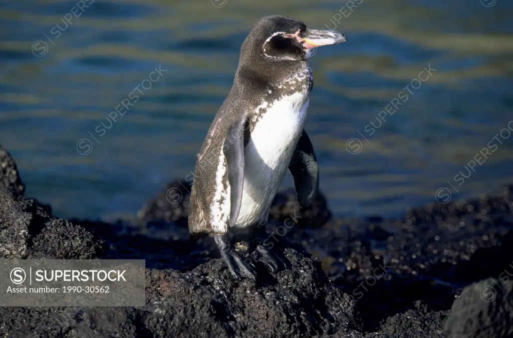 Endemic Galapagos penguin Spheniscus mendiculus, Fernanadina Island, Galapagos Archipelago, Ecuador