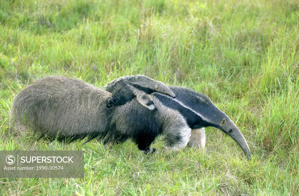 Giant anteater mother Myrmecophaga tridactyla and young, das Emas national Park, southwestern Brazil.