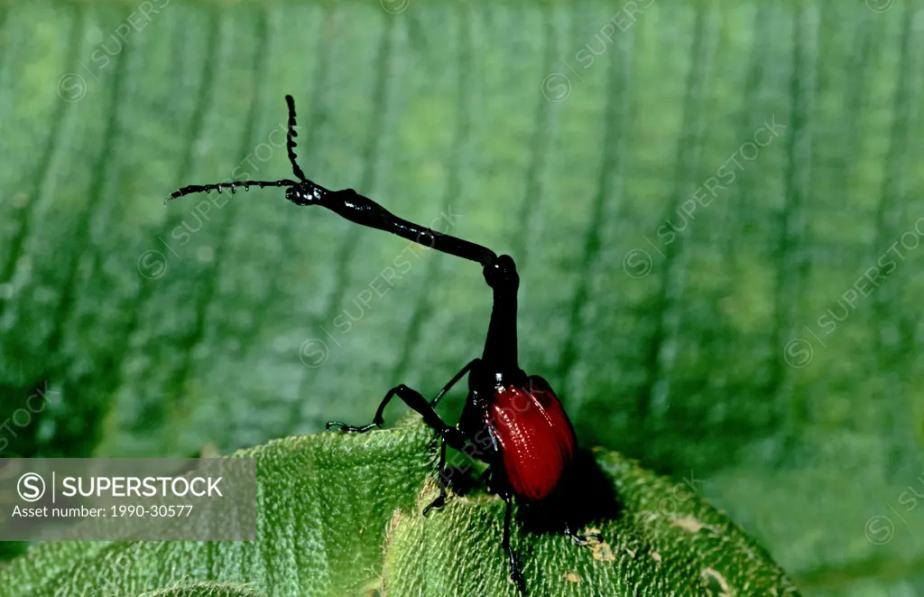 Male giraffe_necked weevil Trachelophorus giraffa, Perinet National Park, Madagascar. The male´s long neck is adapted for rolling a leaf to make an eg...