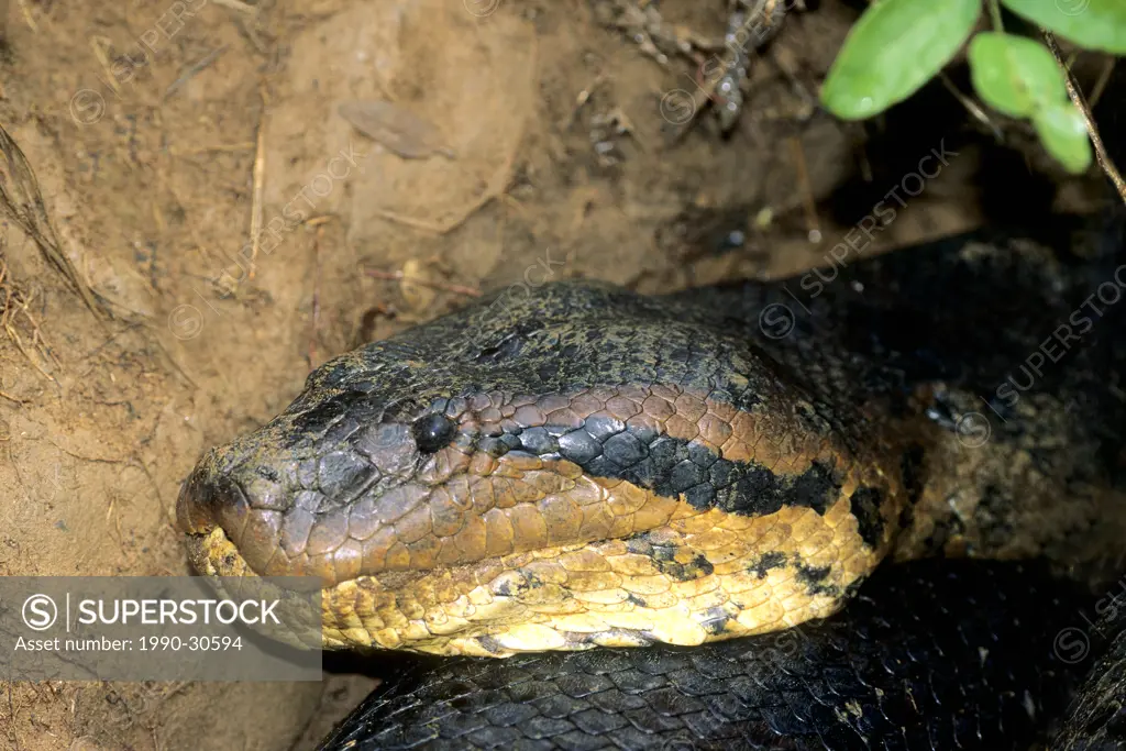 Adult female green anaconda Eunectes murinus that had just eaten a large rodent and was digesting its meal at the mouth of a burrow beside a river, ea...