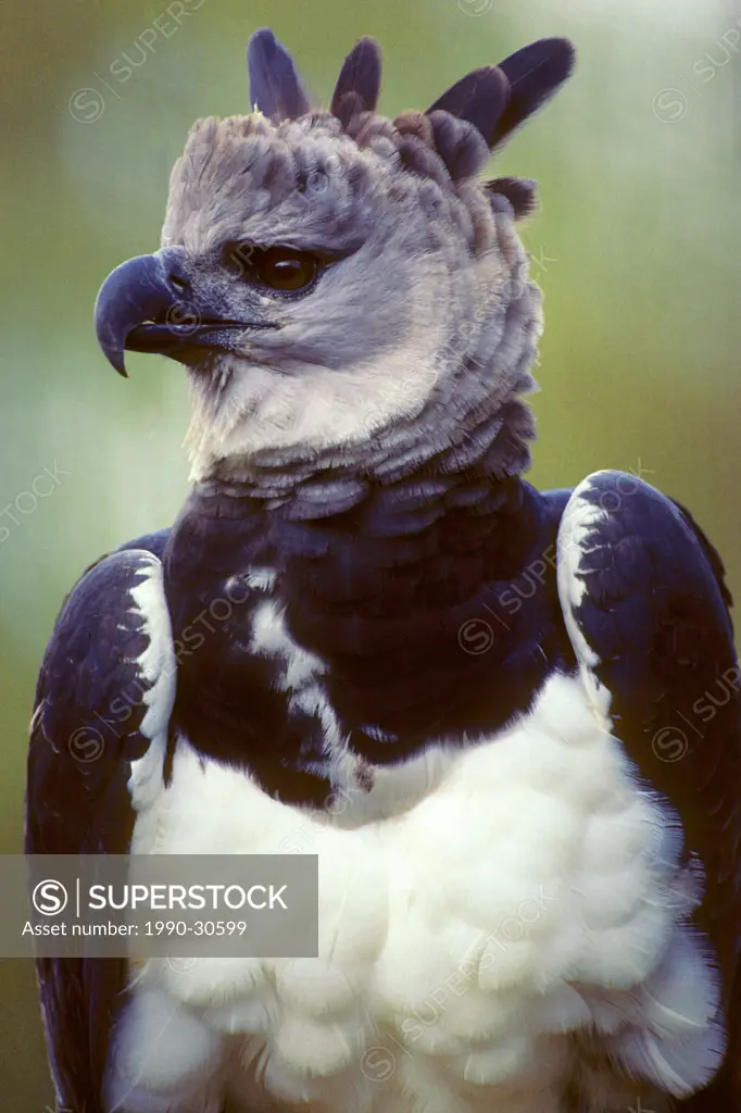 Adult harpy eagle Harpia harpyja, tropical rain forests, Brazil