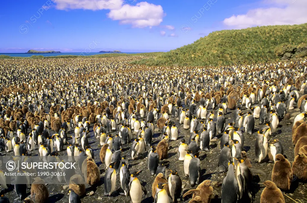 Adult king penguins Aptenodytes patagonicus and chicks, Salisbury Plains, South Georgia Island, southern Atlantic Ocean