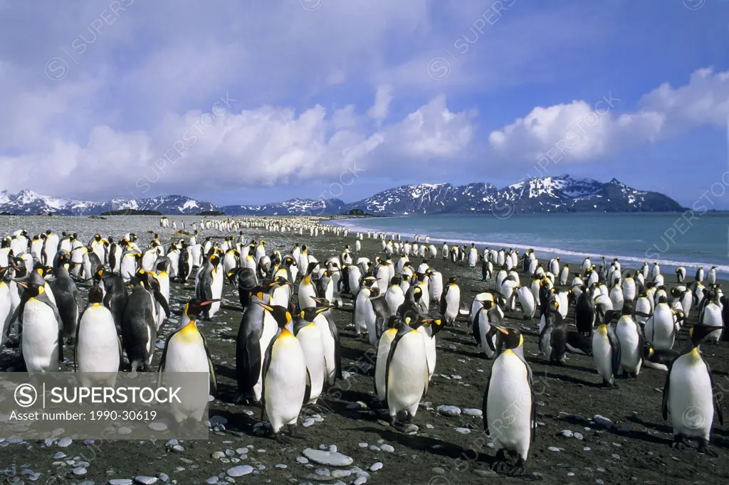 King penguins Aptenodytes patagonicus loafing on the beach at Salisbury Plains, South Georgia Island, southern Atlantic Ocean