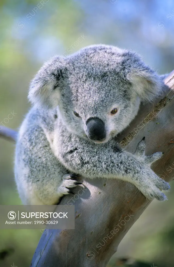 Juvenile koala Phascolarctos cinereus. Brisbane, Australia