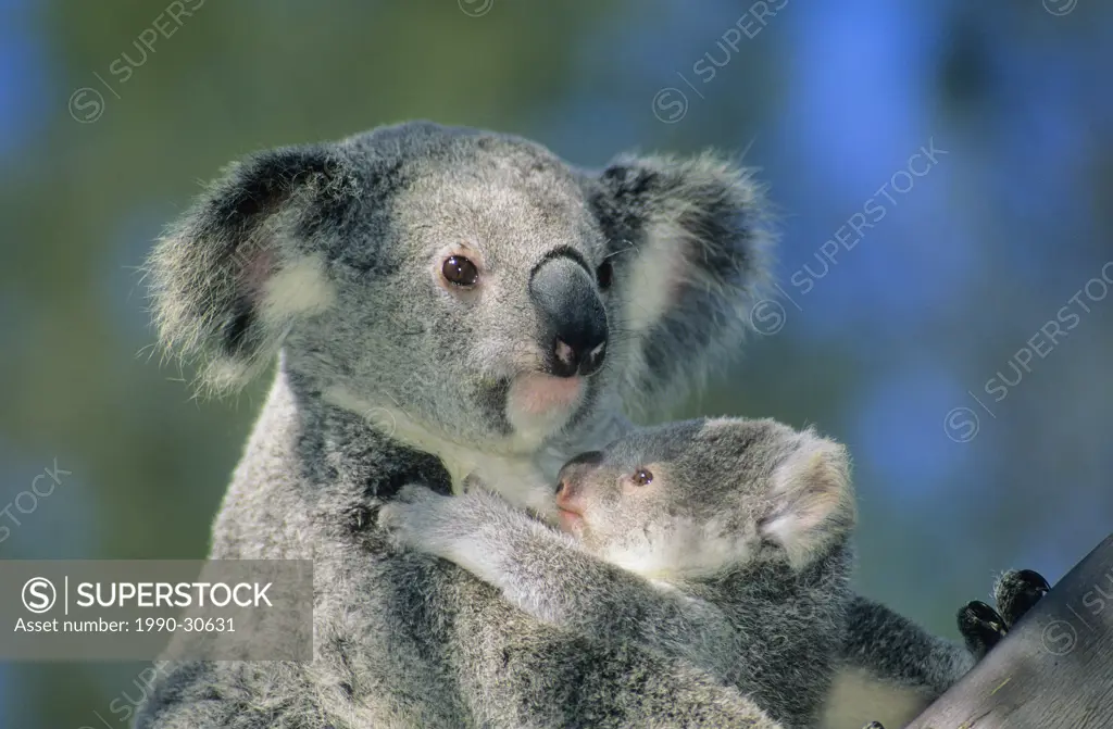 Mother koala Phascolarctos cinereus and 6_month old joey. Brisbane, Australia