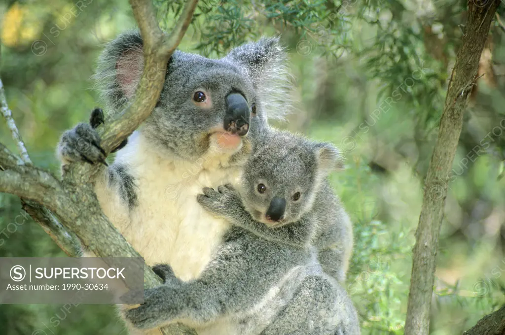 Mother koala Phascolarctos cinereus and 6_month old joey. Brisbane, Australia
