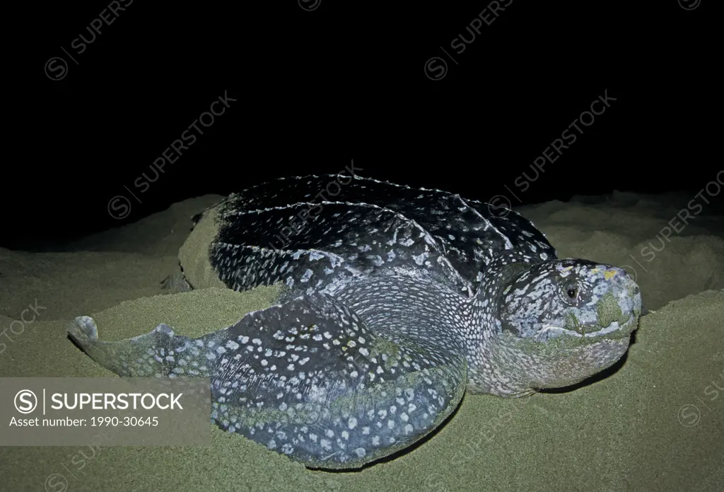 Nesting leatherback sea turtle Dermochelys coriacea Grande Riviere beach, Trinidad.