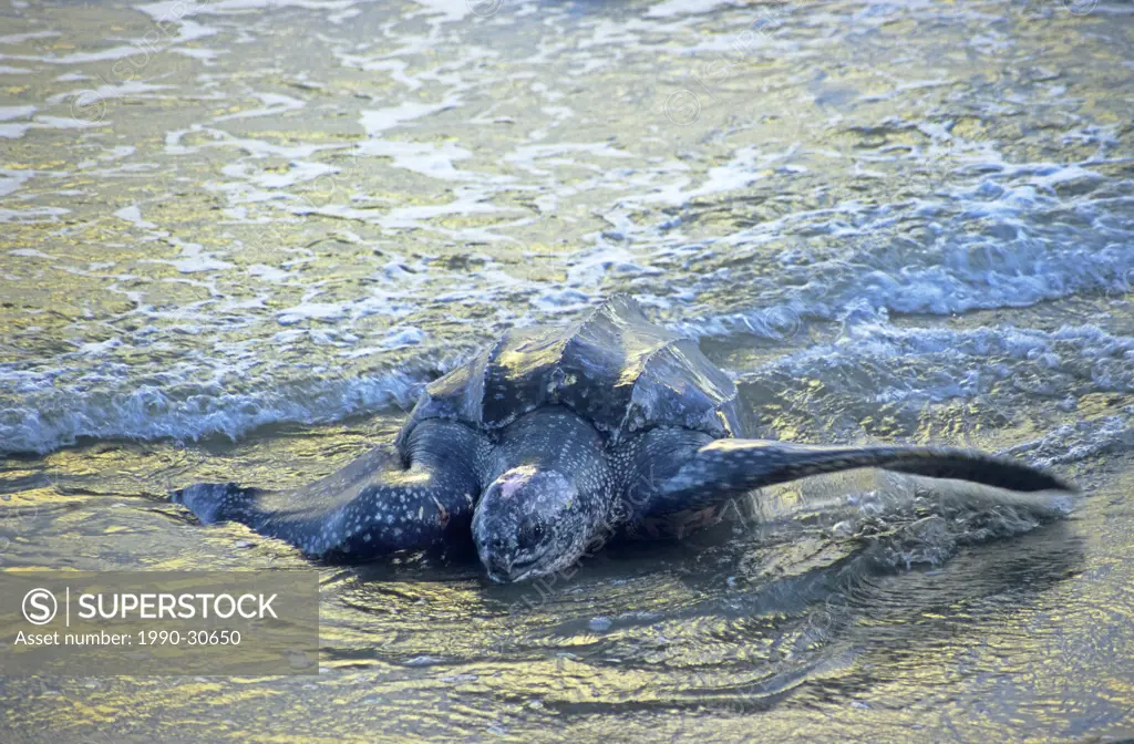 Adult female leatherback sea turtle Dermochelys coriacea coming ashore to nest on a sandy beach in Trinidad.
