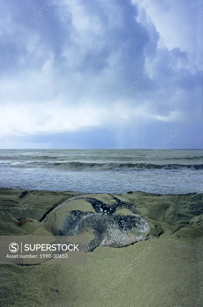 Nesting leatherback sea turtle Dermochelys coriacea camouflaging her nest by sweeping sand over it with her front flippers, Trindad.