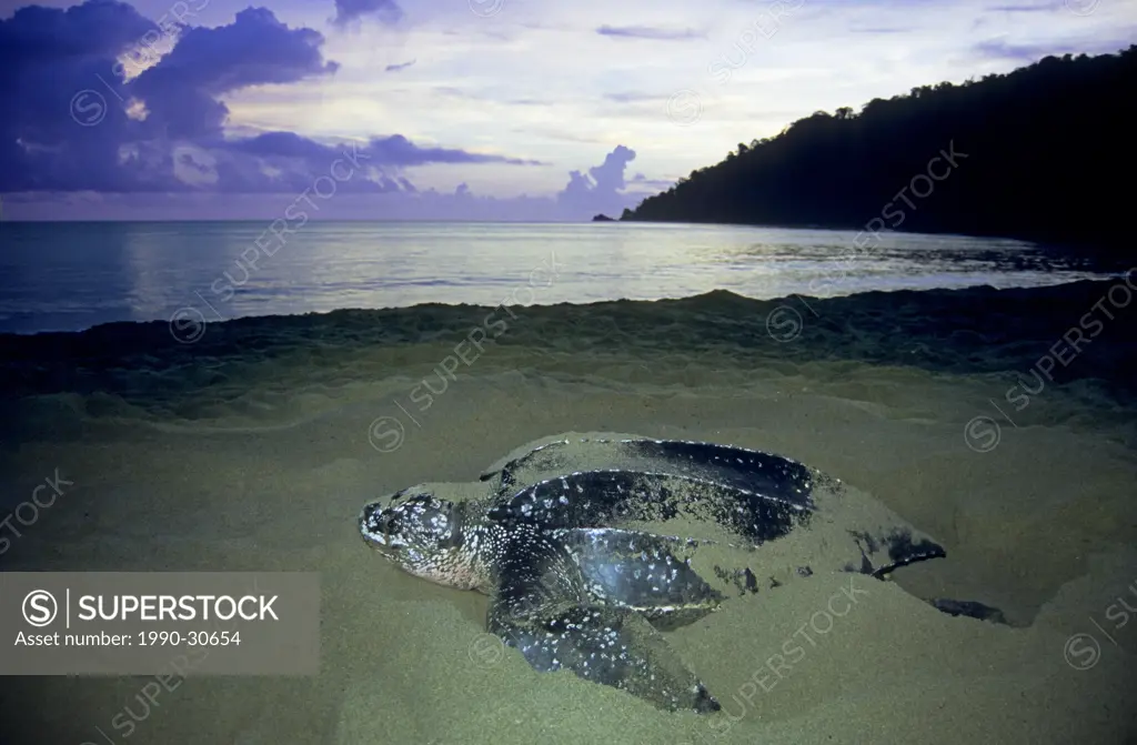 Nesting leatherback sea turtle Dermochelys coriacea camouflaging her nest by sweeping sand over it with her front flippers, Trinidad.