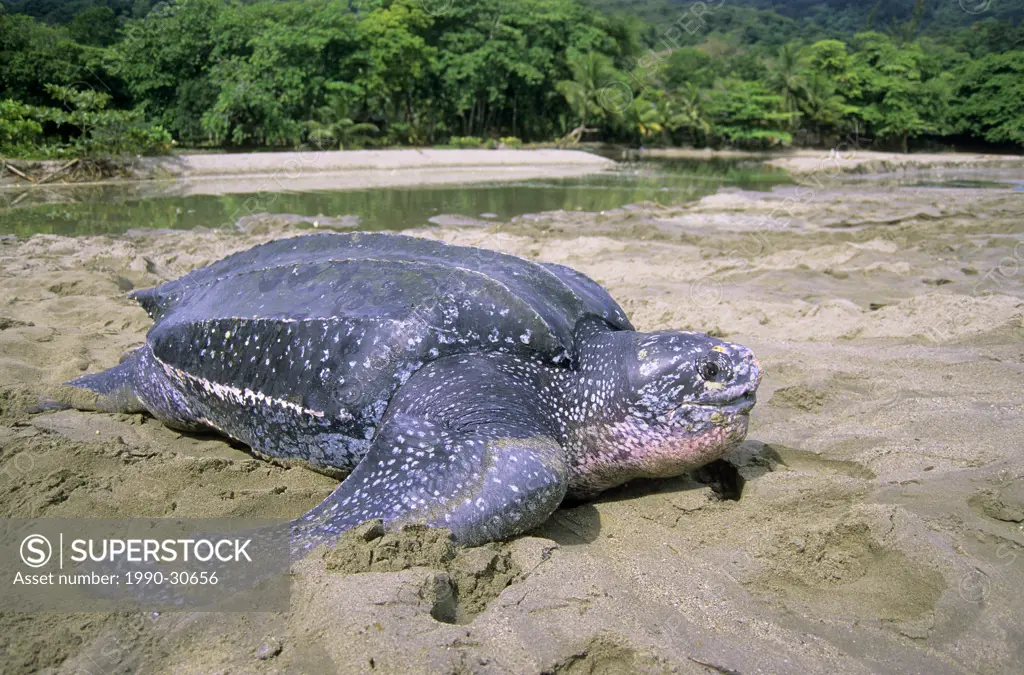 Neating leatherback sea turtle Dermochelys coriacea, Trinidad.