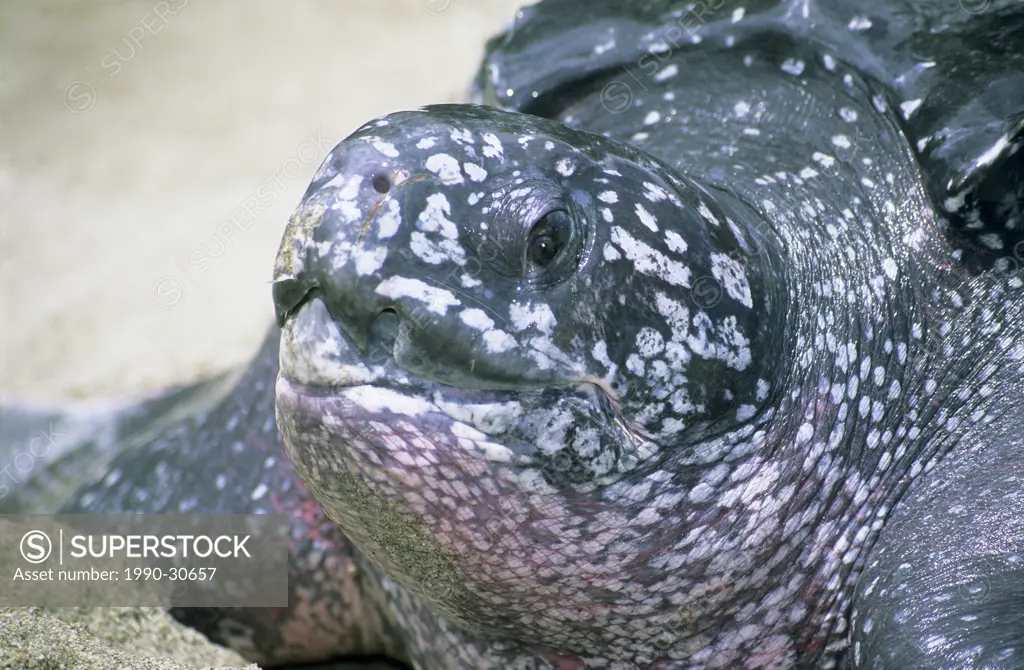 Leatherback sea turtle Dermochelys coriacea flushed pink on its neck to counteract overheating by the hot tropical sun, Trinidad.
