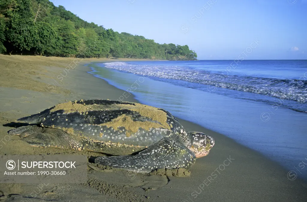 Female leatherback sea turtle Dermochelys coriacea returning to the sea after laying her eggs on a sandy beach in Trinidad.