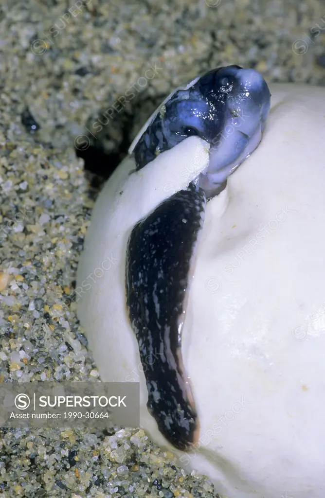 Hatchling leatherback sea turtle Dermochelys coriacea breaking out of its eggshell, Trinidad.