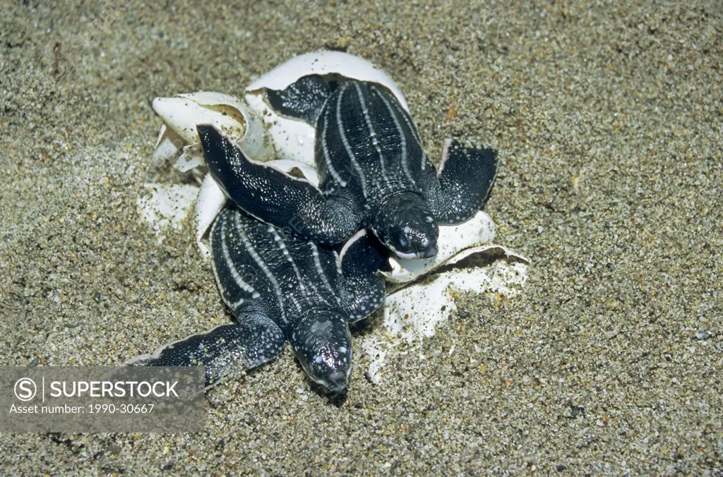 Newly hatched leatherback sea turtles Dermochelys coriacea, Trinidad.