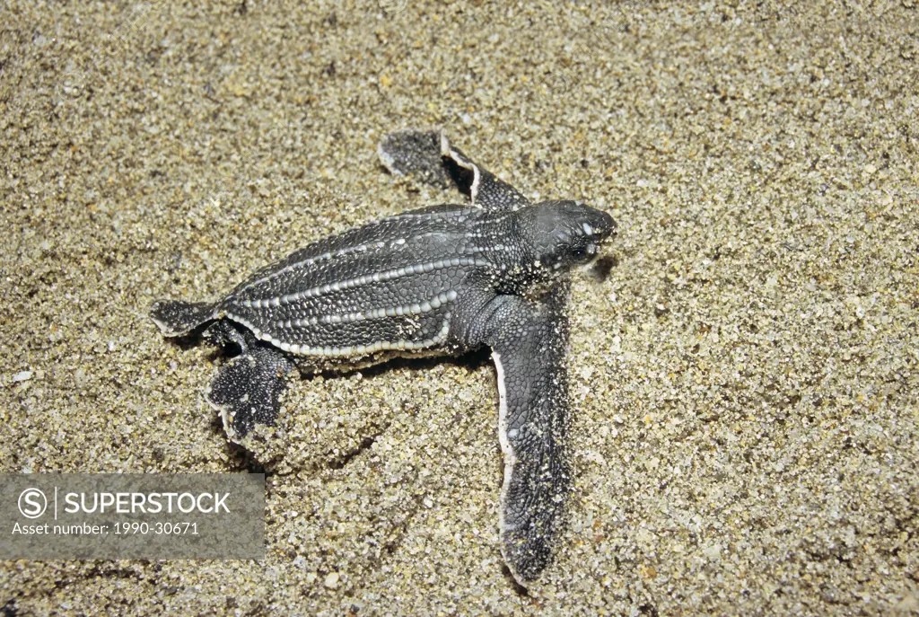 Newborn hatchling leatherback sea turtle Dermochelys coriacea moving to the sea, Trinidad.