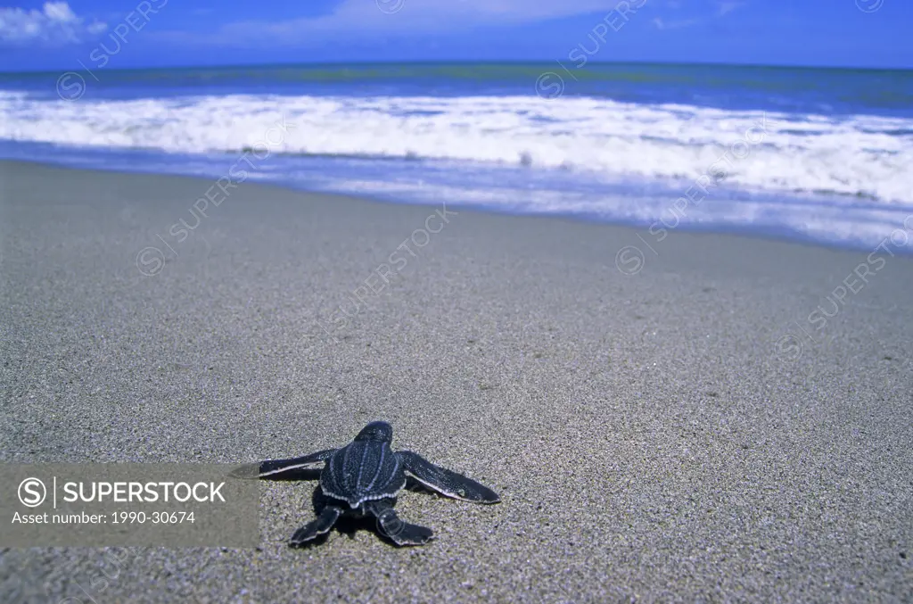 Newly hatched leatherback sea turtle Dermochelys coriaciae escaping to the sea, Trinidad.