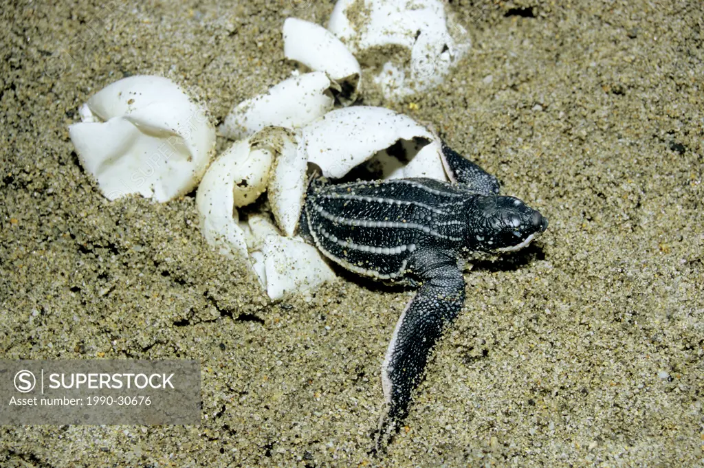 Hatchling leatherback sea turtle Dermochelys coriacea, Trinidad, West Indies