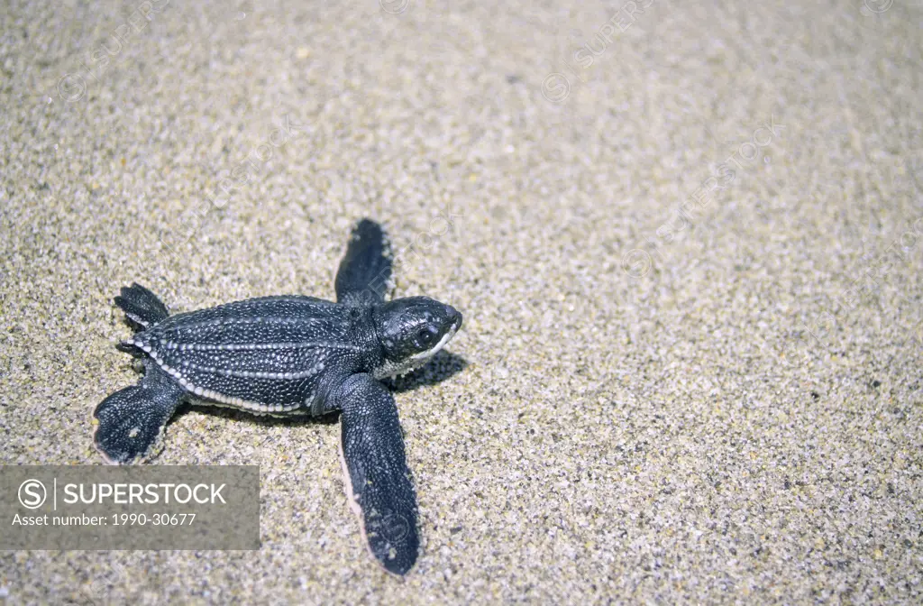 Hatchling leatherback sea turtel Dermochelys coriacea heading to the ocean after hatching, Trinidad, West Indies