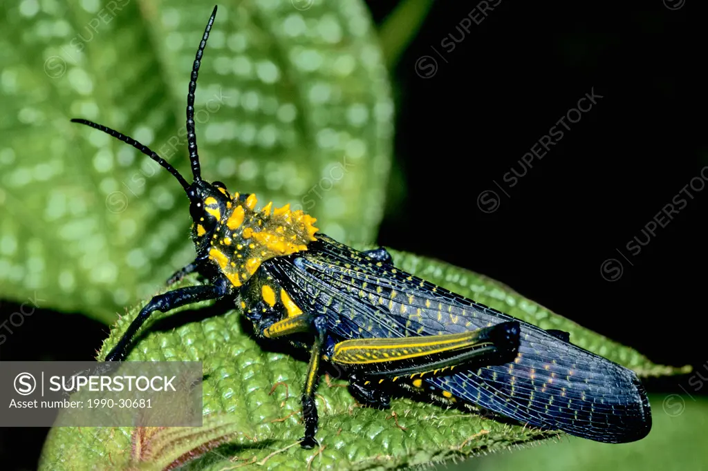 Lubber grasshopper Phymateus saxosus, Maroansetra, Madagascar