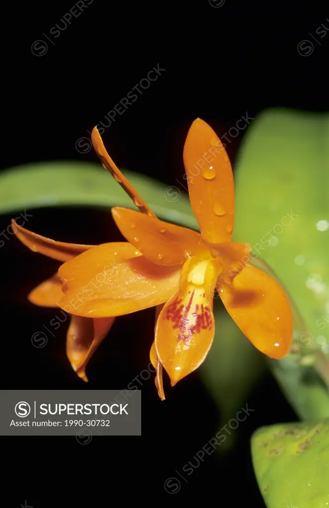 Orchid species, tropical rain forests, Panama