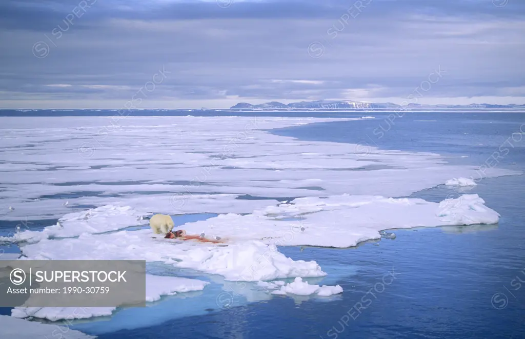 Adult polar bear Ursus maritimus feeding on a bearded seal Erignathus barbatus kill, attended by many glaucous gulls and a single ivory gull, Svalbard...