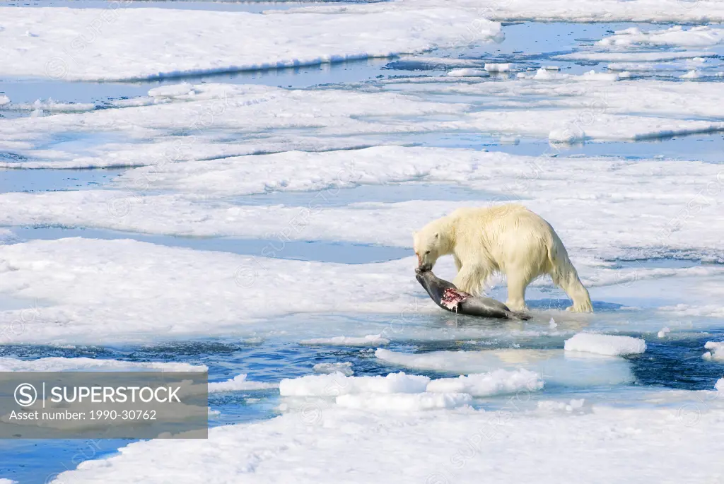 Polar bear Ursus maritimus dragging a dead juvenile bearded seal Erignathus barbatus across the pack ice, Svalbard Archipelago, Arctic Norway