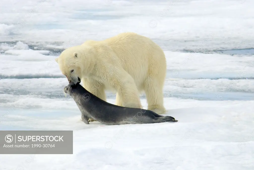 Polar bear Ursus maritimus dragging a dead juvenile bearded seal Erignathus barbatus across the pack ice, Svalbard Archipelago, Arctic Norway