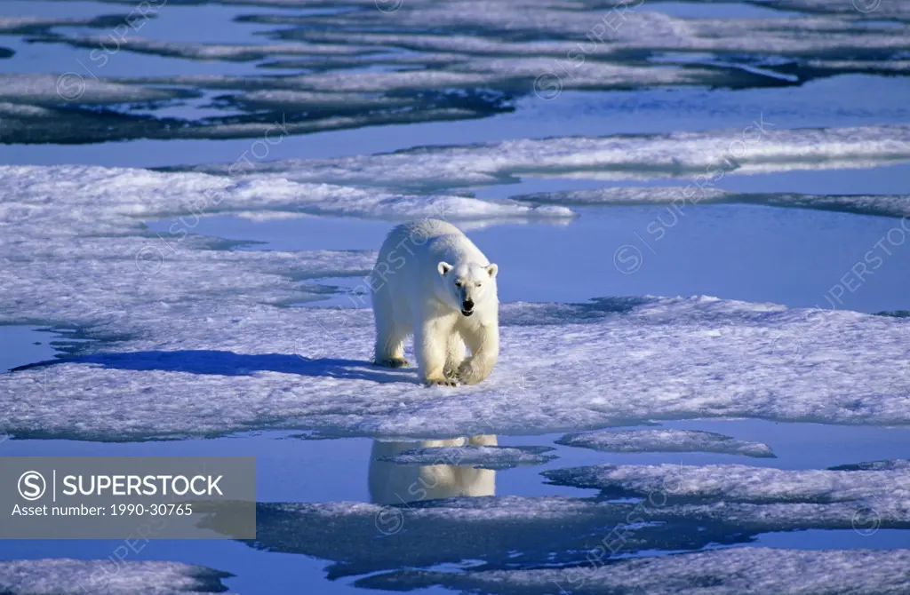 Polar bear Ursus maritimus hunting on the pack ice, Svalbard Archipelago, Arctic Norway