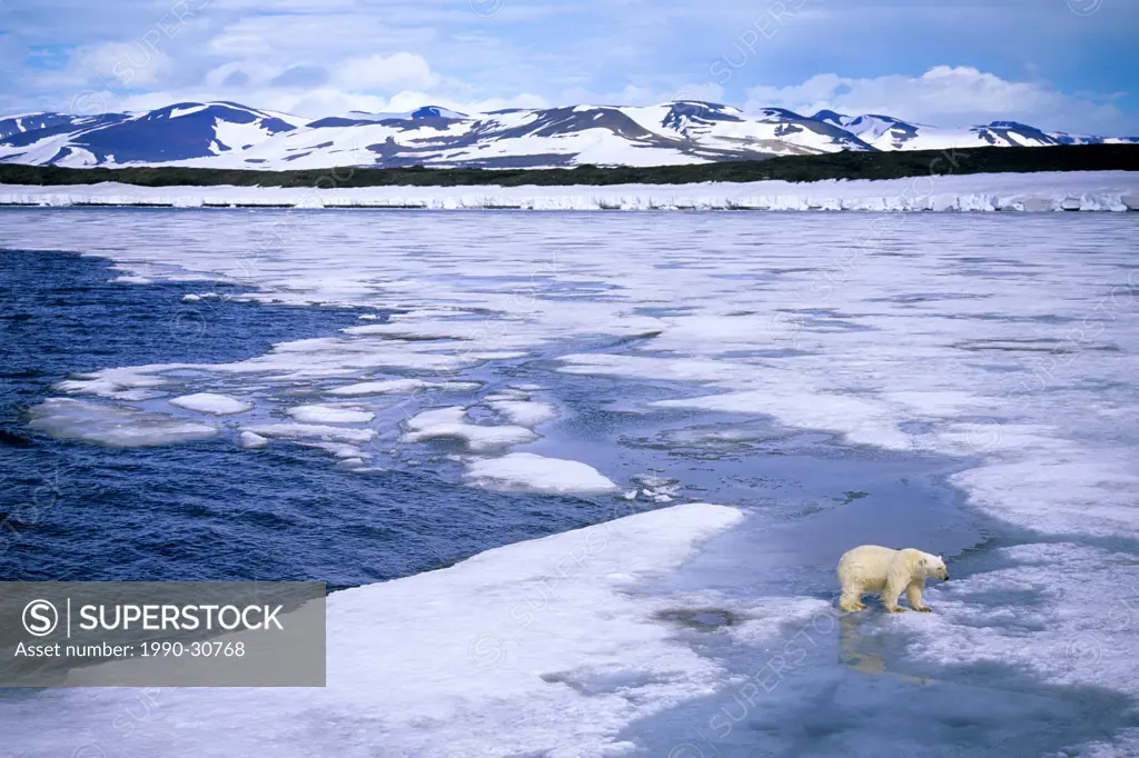 Subadult polar bear Ursus maritimus hunting for seals on the melting pack ice, Svalbard Archipelago, Arctic Norway