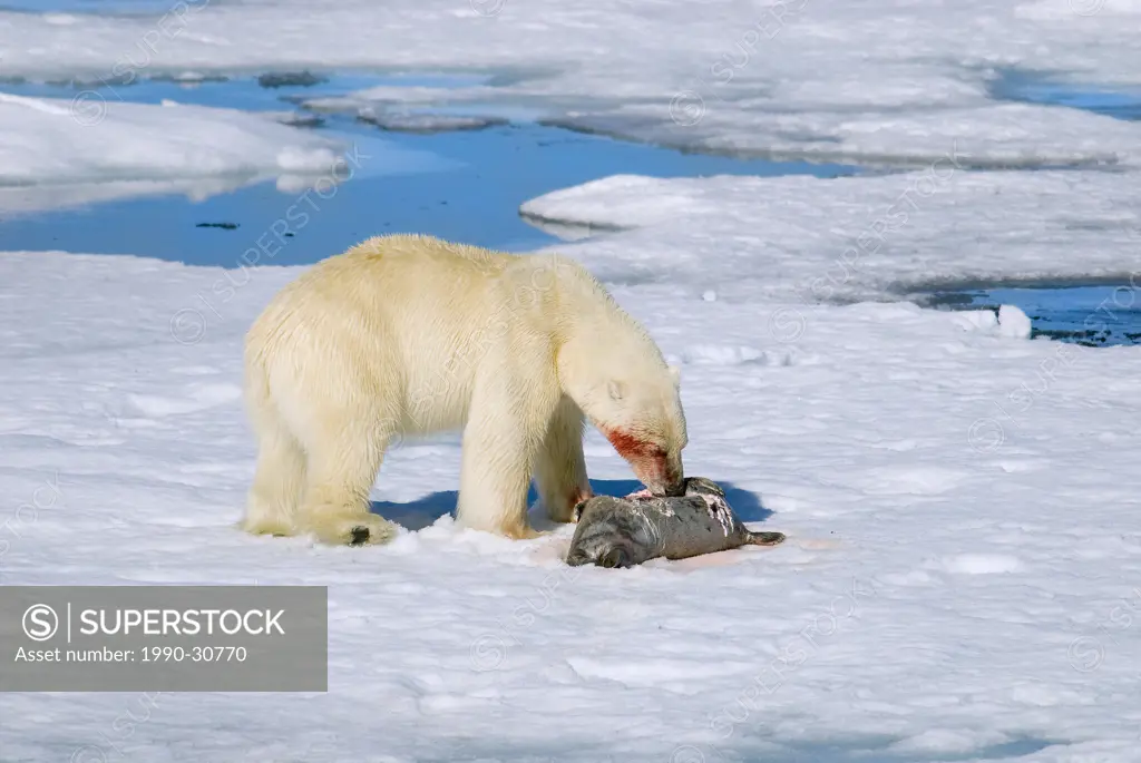 Polar bear Ursus maritimus feeding on a juvenile bearded seal Erignathus barbatus, Svalbard archipelago, Arctic Norway