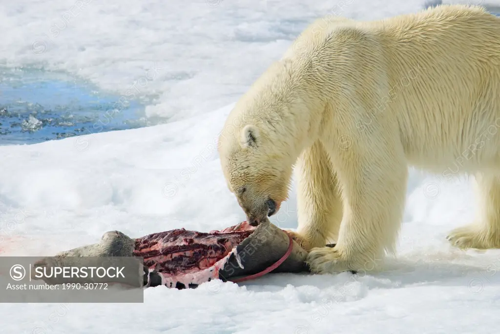 Polar bear Ursus maritimus feeding on a juvenile bearded seal Erignathus barbatus, Svalbard Archipelago, Arctic Norway
