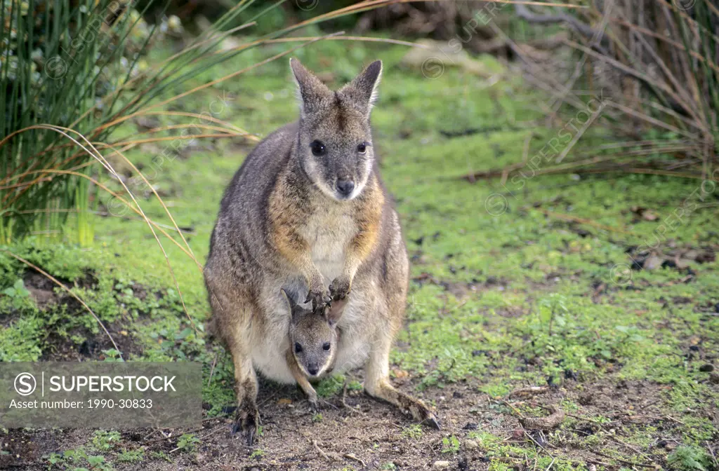 Mother tammar wallaby Macropus eugenii and joey, Kangaroo Island, Australia