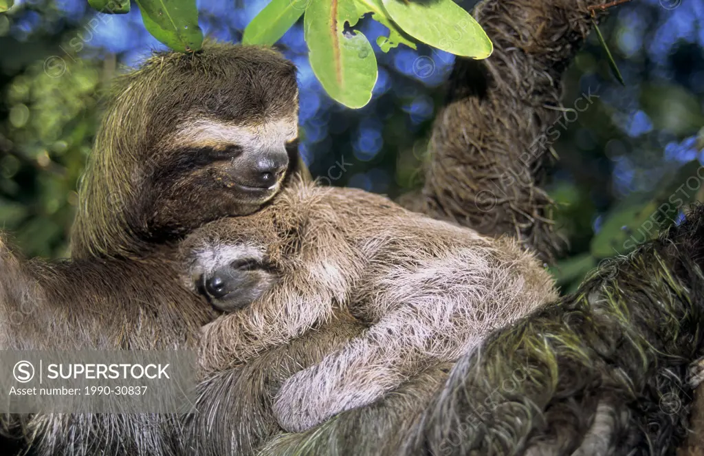 Mother three_toed sloth Bradypus variegatus and young, coastal mangroves, Panama, Central America.
