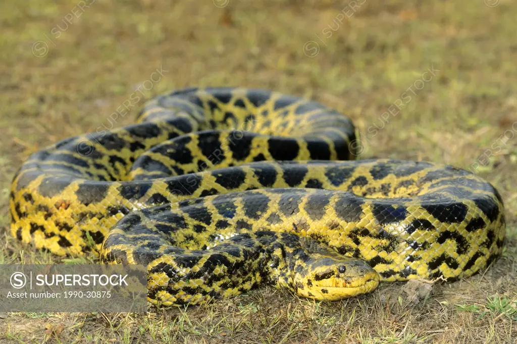 Adult male yellow anaconda Eunectes nataeus, Pantanal wetlands, southern Brazil