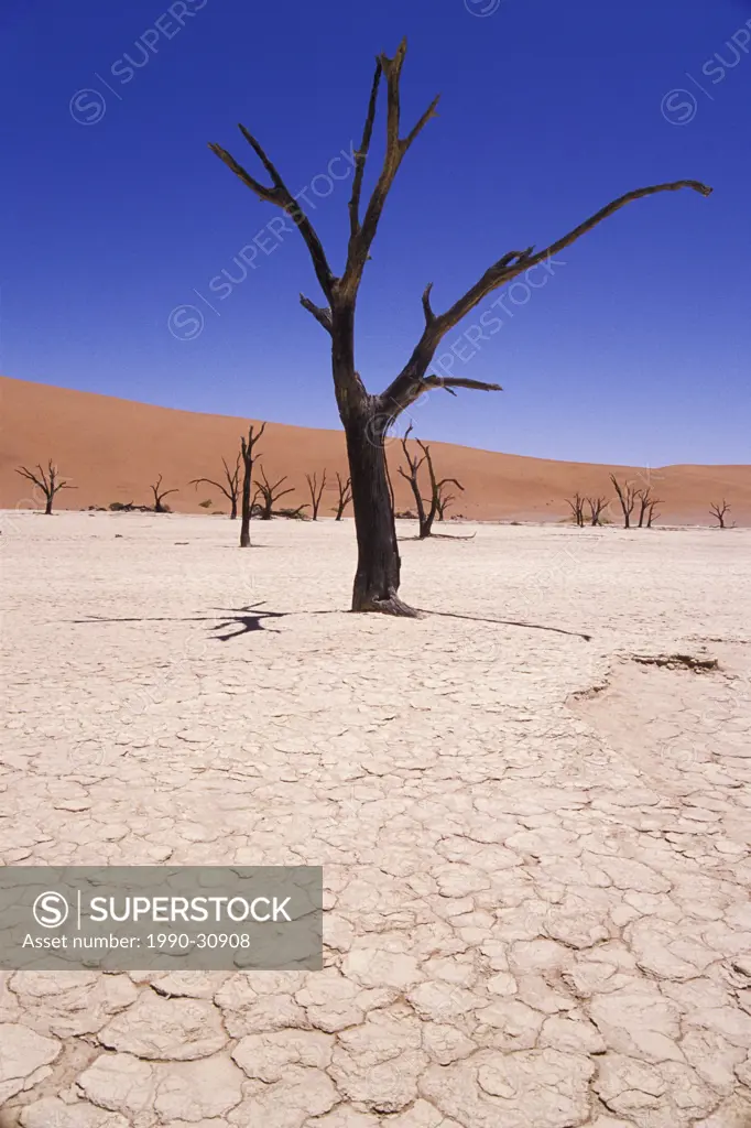 Dead Tree Skeletons and Cracked Clay surrounded by Sand Dunes, Dead Vlei, Namib_Naukluft Park. Namib Desert, Namibia, Africa