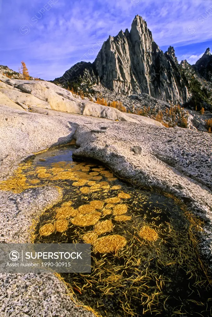 Larch needles in rock pond near Prussik peak, Alpine Lakes Wilderness, North Cascade Mountains, Washington, USA