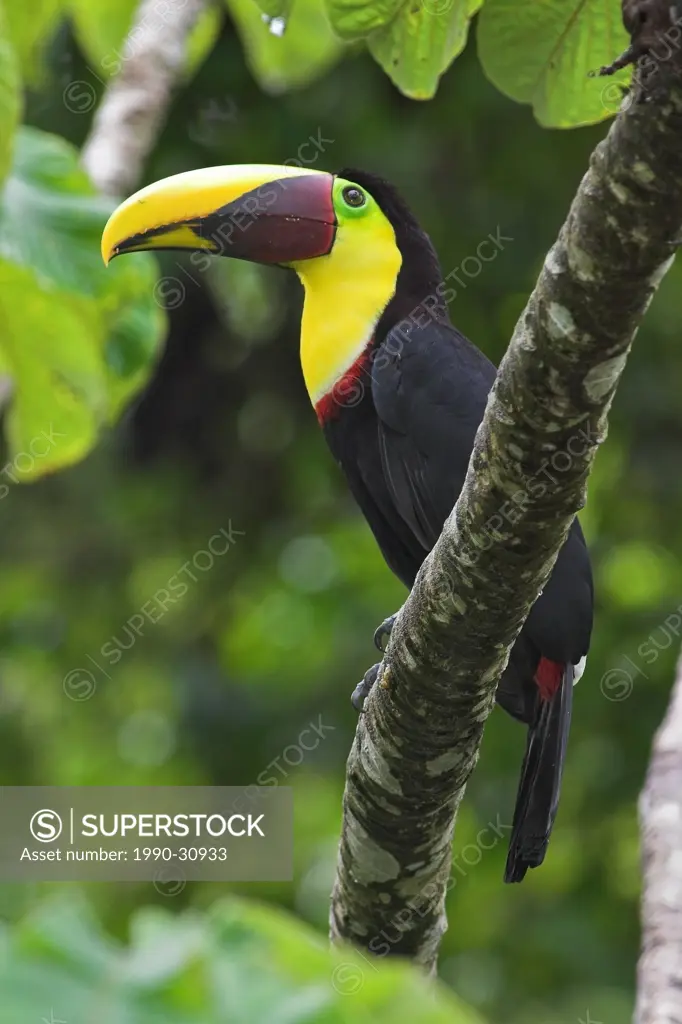 A Chestnut_mandibled Toucan Ramphastos swainsonii in Costa Rica.