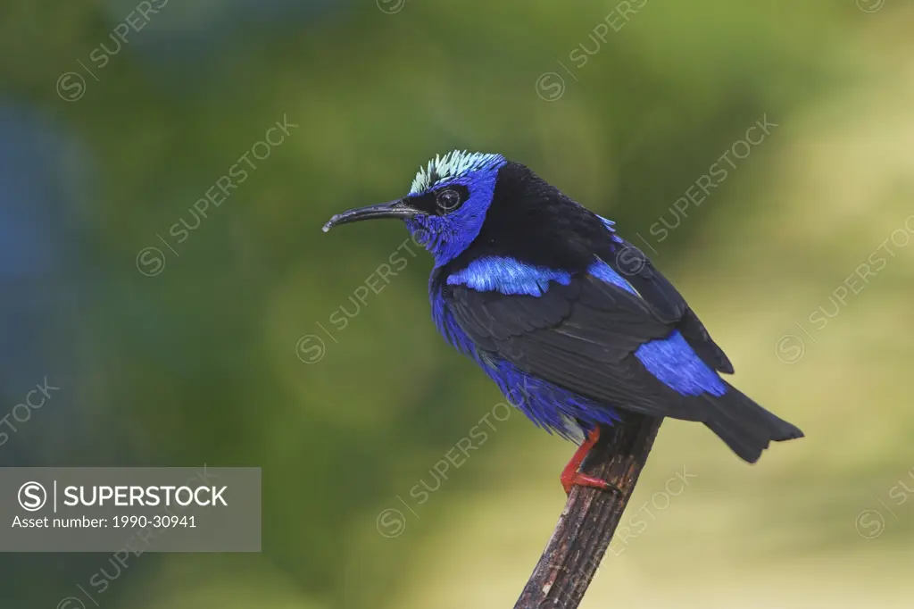 A Red_legged Honeycreeper Cyanerpes cyaneus in Costa Rica.