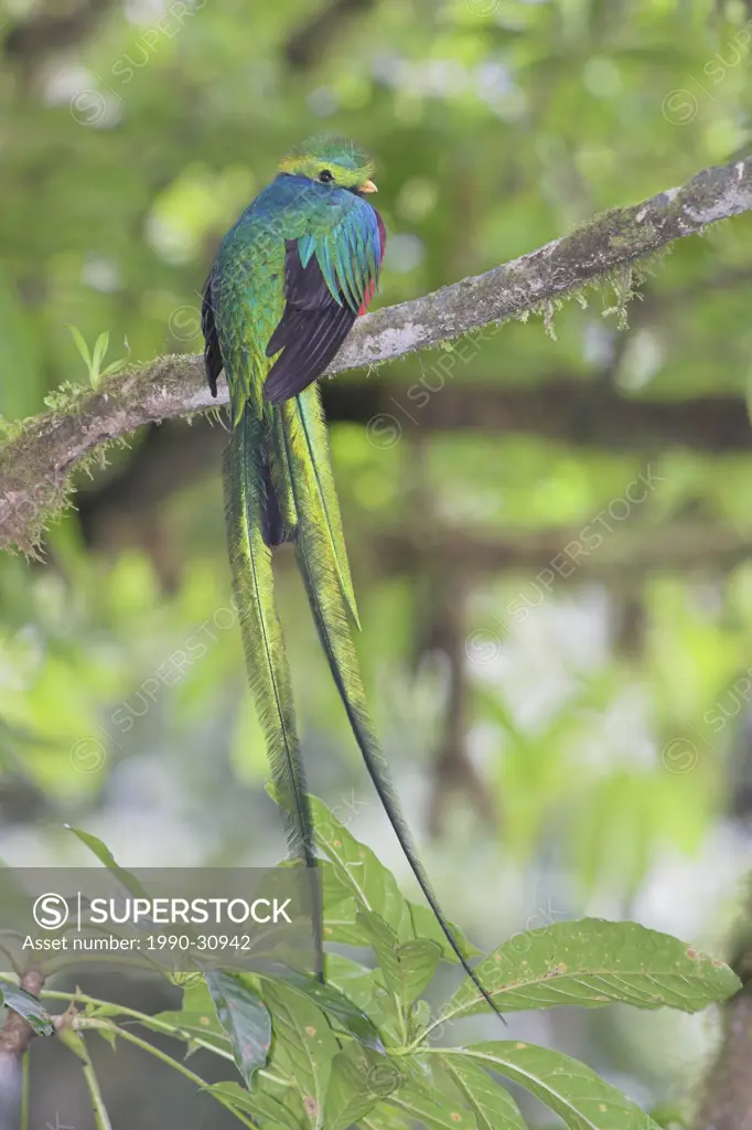 A male Resplendent Quetzal Pharomachrus mocinno in Costa Rica.