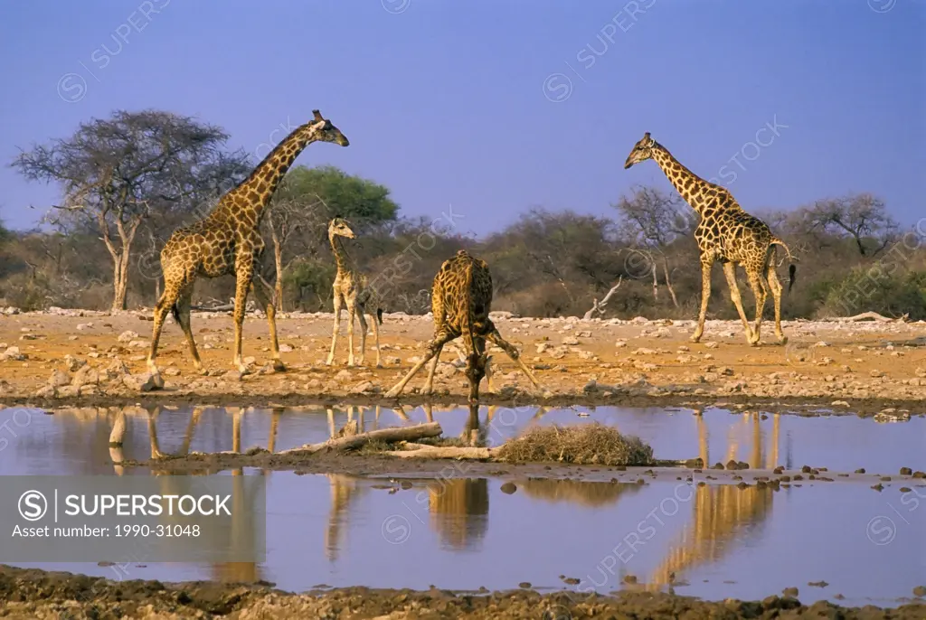 Giraffes Giraffa camelopardalis at watering hole, Etosha National Park, Namibia, Africa