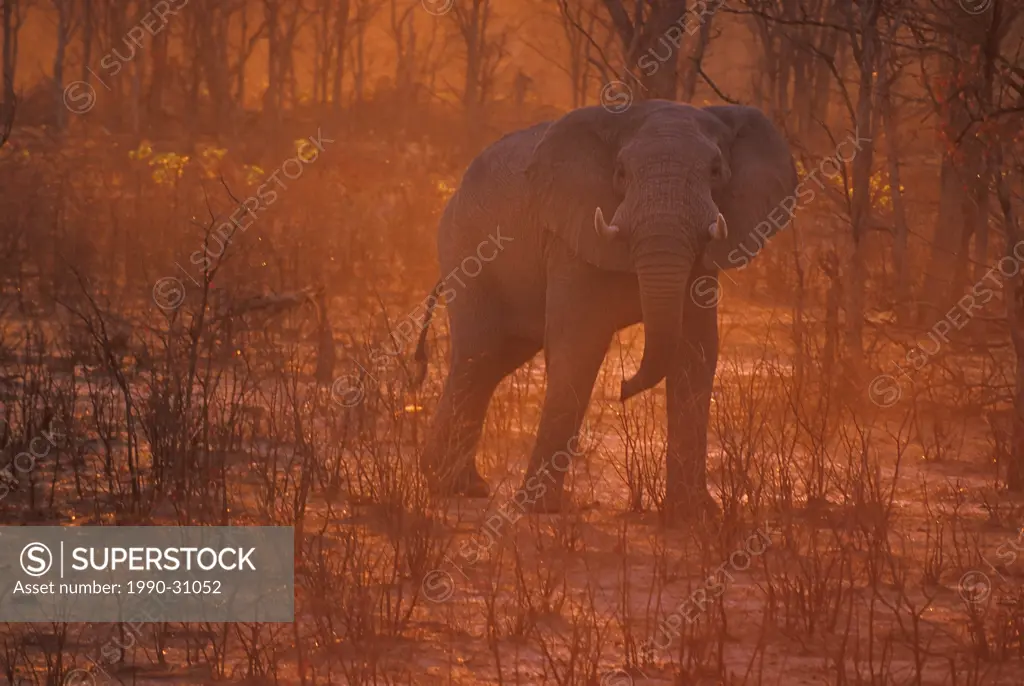 Elephant Elephantidae at sunset, Savuti, Chobe National Park, Botswana, Africa