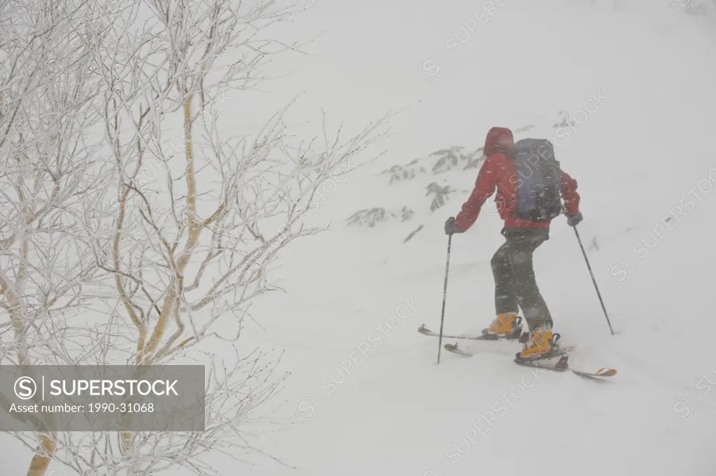 A skier uptracking in snowy conditions in Furanodake backcountry, Hokkaido, Japan