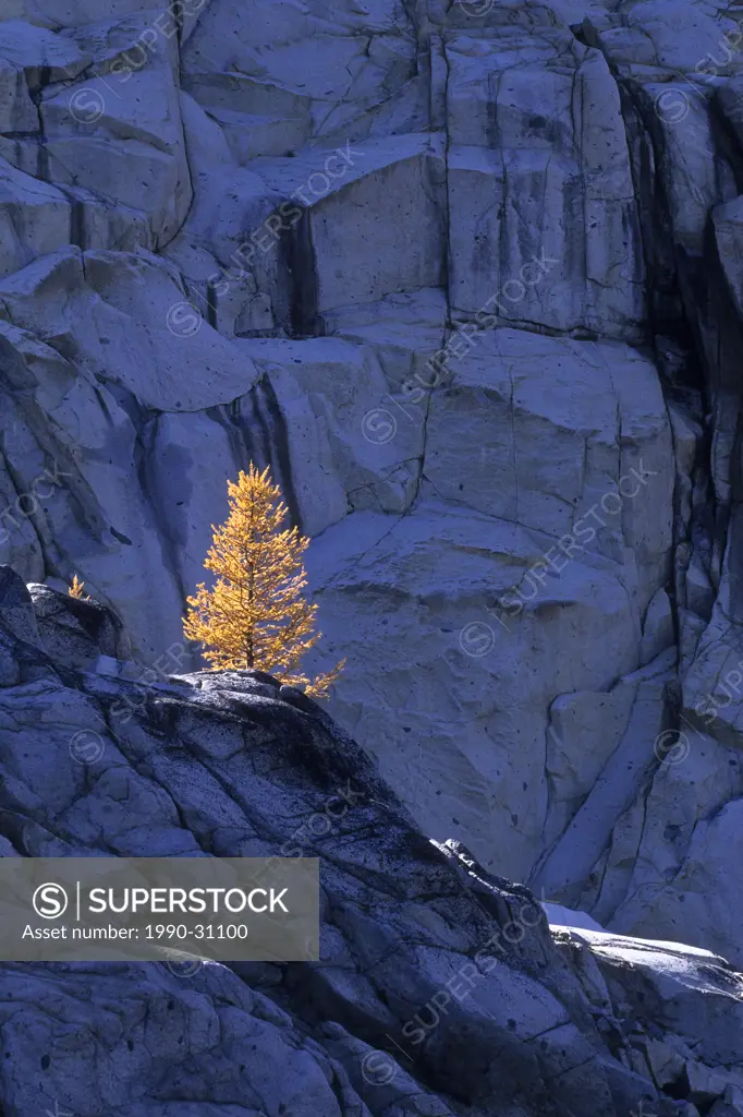 Subalpine larch on granite wall, Alpine Lakes Wilderness, Washington, USA