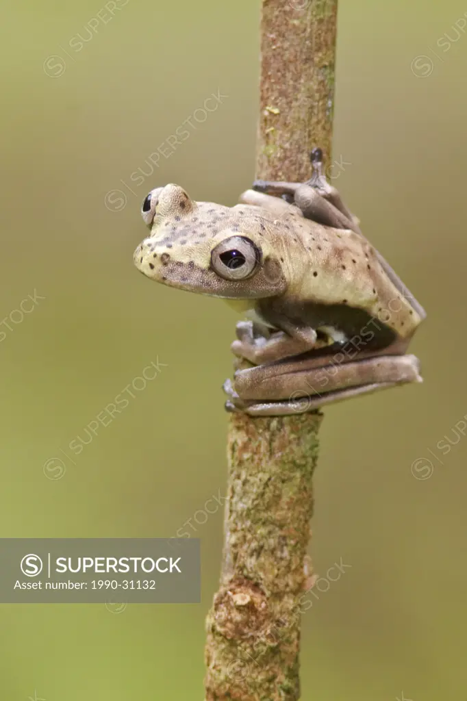 A frog perched on a mossy branch in Amazonian Ecuador.
