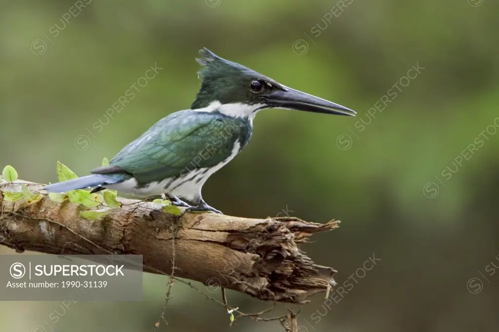 Amazon Kingfisher Chloroceryle amazona perched on a branch near the Napo River in Amazonian Ecuador.