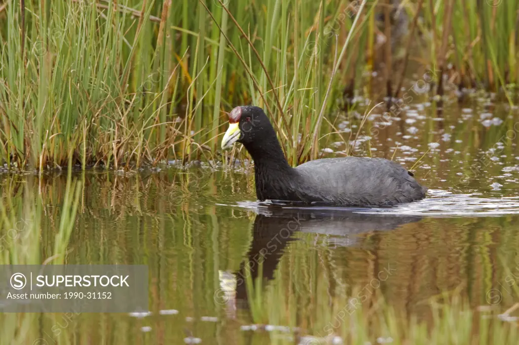 Andean Coot Fulica rdesiaca swimming in a lake in the highlands of Ecuador.