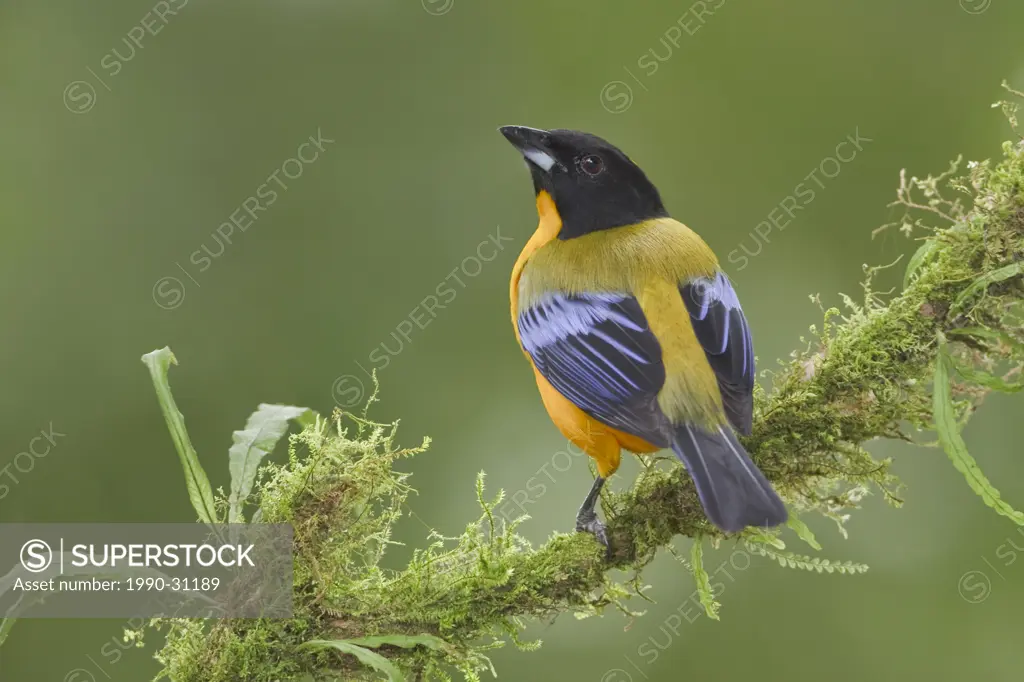 Black_chinned Mountain_Tanager Anisognathus notabilis perched on a branch at the Mindo Loma reserve in northwest Ecuador.